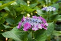 Closeup of blooming purple hortensia flower hydrangea serrata. Selective focus. Shallow depth of field.