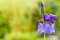 Closeup of blooming purple Iris sibirica sibirian iris with raindrops in front of natural green background with copyspace Royalty Free Stock Photo