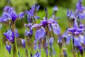 Closeup of blooming purple Iris sibirica sibirian iris in spring with raindrops in front of natural green background. Royalty Free Stock Photo