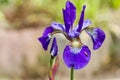 Closeup of blooming purple Iris sibirica sibirian iris with little fly in front of natural green and brown background. Royalty Free Stock Photo