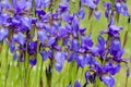 Closeup of blooming purple Iris sibirica sibirian iris in spring in front of natural green background. Royalty Free Stock Photo