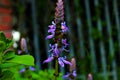 Closeup of blooming purple Plectranthus flower isolated in blurred background Royalty Free Stock Photo