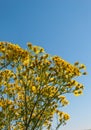 Closeup of blooming Ragwort in sunlight Royalty Free Stock Photo