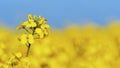 Closeup of a blooming rape flower against a yellow-blue background. Rapeseed field. Panoramic view. Copy space