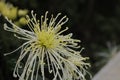 Closeup of blooming rare chrysanthemum flowers on green blur background Royalty Free Stock Photo