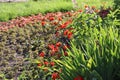 Closeup of blooming red Crocosmia flowers in park