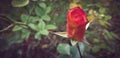 Closeup of a blooming red hybrid tea rose against foliage background Royalty Free Stock Photo