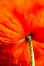 Closeup of the blooming red poppy flower Royalty Free Stock Photo