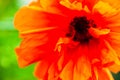 Closeup of the blooming red poppy flower Royalty Free Stock Photo