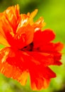 Closeup of the blooming red poppy flower Royalty Free Stock Photo