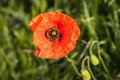 Closeup of blooming red poppy flower with bee approaching Royalty Free Stock Photo