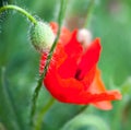 Closeup of the blooming red poppy flower and poppy buds Royalty Free Stock Photo