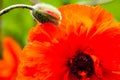 Closeup of the blooming red poppy flower and poppy bud Royalty Free Stock Photo