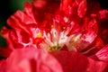 Closeup of the blooming red poppy flowers Royalty Free Stock Photo