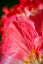 Closeup of the blooming red poppy flowers Royalty Free Stock Photo