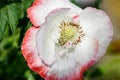 Closeup of the blooming red poppy flowers Royalty Free Stock Photo