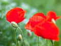 Closeup of the blooming red poppy flowers and poppy buds Royalty Free Stock Photo