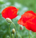 Closeup of the blooming red poppy flowers and poppy buds Royalty Free Stock Photo