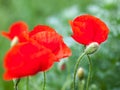 Closeup of the blooming red poppy flowers and poppy buds Royalty Free Stock Photo