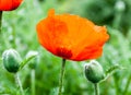 Closeup of the blooming red poppy flowers and poppy buds Royalty Free Stock Photo