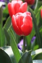 Closeup red tulip flowers in the garden Royalty Free Stock Photo