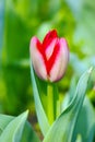 Closeup Red tulip in the garden Royalty Free Stock Photo