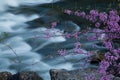 Closeup of blooming redbuds with the Potomac River on the background in West Virginia in the US