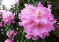 Closeup blooming rhododendron in the spring garden. Season of flowering rhododendrons. Spring background.