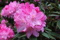 Closeup blooming rhododendron in the spring garden. Season of flowering rhododendrons. Spring background.