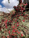 Closeup of blooming ripe Cotoneaster shrub