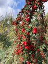 Closeup of blooming ripe Cotoneaster shrub