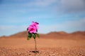 Closeup of blooming small pink flower in desert landscape Royalty Free Stock Photo