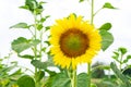 Closeup blooming sunflower on a sky background Royalty Free Stock Photo