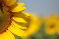Closeup of the blooming sunflower in summer time Royalty Free Stock Photo