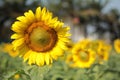Closeup of the blooming sunflower in summer time Royalty Free Stock Photo