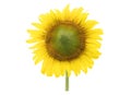 Closeup blooming sunflower on a white background Royalty Free Stock Photo