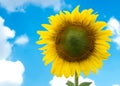 Closeup blooming sunflowers on a blue sky background