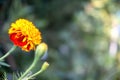 Closeup of blooming Tagetes erecta flower in blurred background