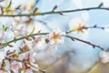 Closeup blooming tender almond flowers on branch against blue sky with artistic bokeh Royalty Free Stock Photo