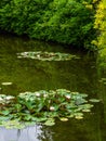 Closeup blooming water lilies or lotus flowers, with reflecting on the water. Beautiful water plants with reflection in a pond, Royalty Free Stock Photo