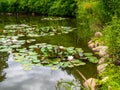 Closeup blooming water lilies or lotus flowers, with reflecting on the water. Beautiful water plants with reflection in a pond, Royalty Free Stock Photo