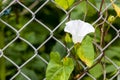 Closeup of blooming white hedge bindweed flower calystegia sepium climbing. Shallow depth of field. Royalty Free Stock Photo