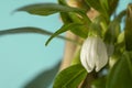 Closeup of blooming white hot chili peppers