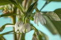 Closeup of blooming white hot chili peppers