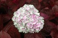 Closeup Blooming white Hydrangea Flower and blue leaf with raindrops texture background at bana hill danang vietnam -Floral backdr Royalty Free Stock Photo