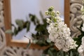 Closeup of blooming white Matthiola in blurred background