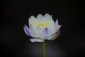 A white purple water lily in blossom Royalty Free Stock Photo