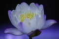 A macro closeup white purple water lily in blossom Royalty Free Stock Photo