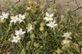 Closeup of blooming white Spergularia media flowers Royalty Free Stock Photo