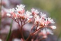 Blooming white stonecrop, Sedum album